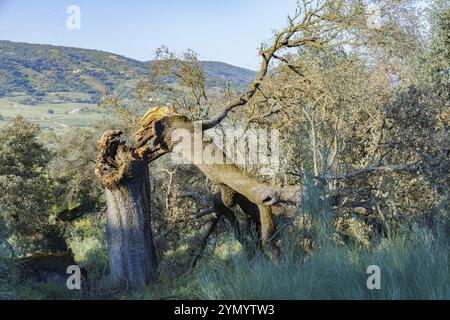 Oak tree split by lightning during a thunderstorm in a green meadow with mountains in the background Stock Photo