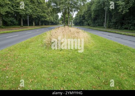 Empty asphalt road with pavement and grass verge Stock Photo