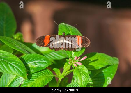 Crimson-patched Longwing Butterfly, Heliconius erato, at Callaway Gardens in Georgia. Stock Photo