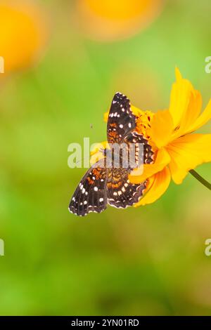 Texas Crescent Butterfly, Phyciodes texana, at Mercer Arboretum and Botanical Gardens in Spring, Texas. Stock Photo