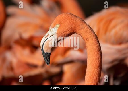 Caribbean Flamingo Stock Photo