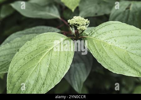 Buds and leaves of a hydrangea after the rain Stock Photo