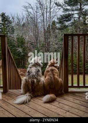 just a couple of Siberian Husky pups admiring the view in their new home <3 Stock Photo