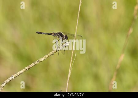 Male Black Darter dragonfly perched on a twig in a marsh during mid summer. Surrey, England, UK. Stock Photo