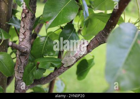 Gray Tree Frog (Hyla versicolor) on a tree. Stock Photo