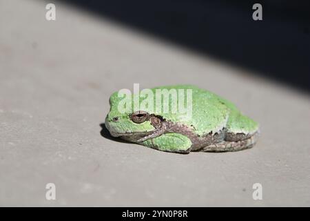 Gray Tree Frog (Hyla versicolor) Stock Photo