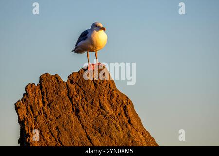Seagull on a rock in the El Pescador State Beach in South California Stock Photo
