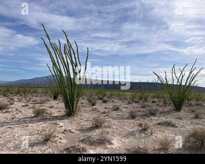 Cuatro Cienegas Coahuila, Mexico Desert Stock Photo