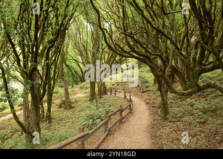 A path bordered by a fence at the Dipsea Trail in Marin County, featuring the California Bay and ferns Stock Photo