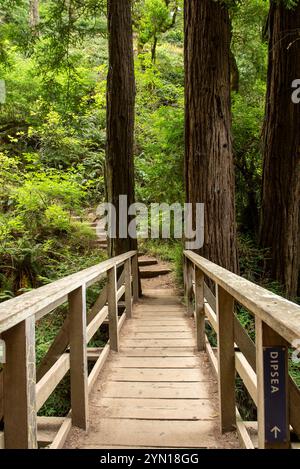 Bridge and sign indicating the Dipsea Trail in Marin County, featuring conifer trees and greenery Stock Photo