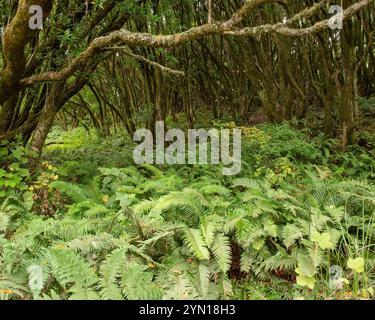 Dipsea Trail California bay and fern  in Marin County,  outdoor scenery close-up nature Stock Photo