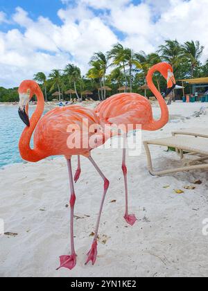 Two flamingos on the beach Stock Photo - Alamy