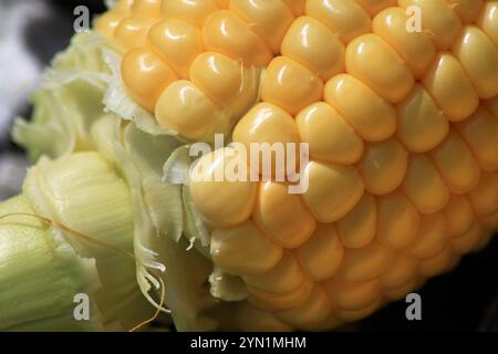 Raw Yellow Corn on the Cobb Stock Photo