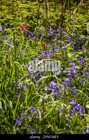 UK, England, Somerset, Quantocks, Cothelstone Hill, wild flowers beside path Stock Photo