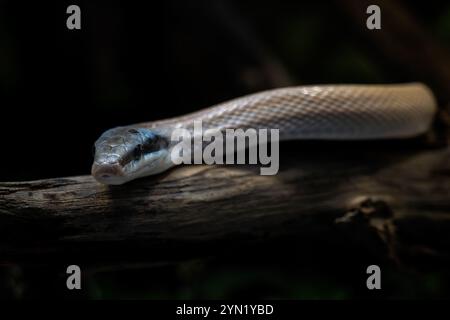 Ridley's beauty snake -  Elaphe taeniura ridleyi, beautiful non venomous snake from Southeast asian montane caves, rocks, forests, Malaysia. Stock Photo