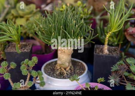 A succulent plant with thick, green leaves grows in a white ceramic pot. The plant is surrounded by other small pots with various types of succulents Stock Photo