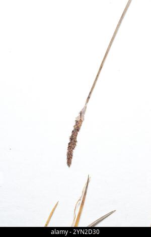 Bulrush Sedge (Carex scirpoidea Stock Photo - Alamy