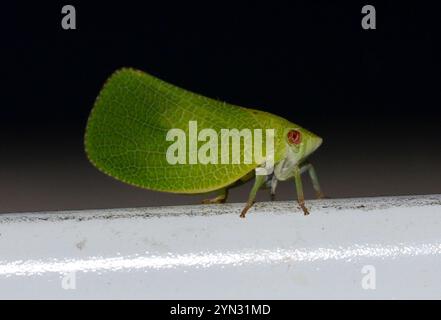 Green Cone-headed Planthopper (Acanalonia conica) Stock Photo