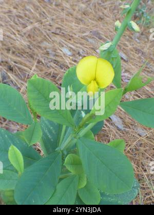 Snowy Rattlebox Showy Rattlebox (Crotalaria spectabilis Stock Photo - Alamy