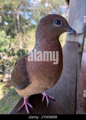 Brown Cuckoo-Dove (Macropygia phasianella) Stock Photo