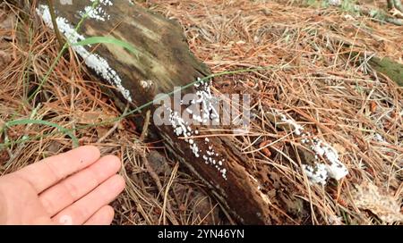 Honeycomb Coral Slime Mold (Ceratiomyxa fruticulosa) Stock Photo