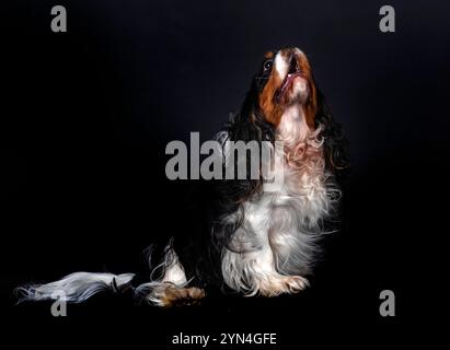 A Cavalier King Charles Spaniel howling Stock Photo - Alamy
