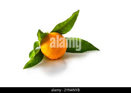 Fresh orange fruit with green leaves on a white background Stock Photo