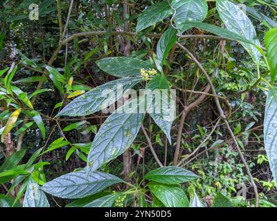 Native Hydrangea (Abrophyllum ornans Stock Photo - Alamy