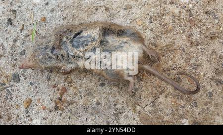 Dusky Ant Mainland Dusky Antechinus (Antechinus mimetes Stock Photo - Alamy
