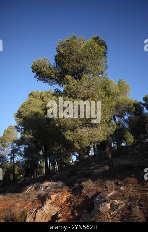 Pine Tree among rocks on the slopes of a hill in the Jerusalem Forest Stock Photo