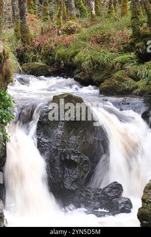 Wood of Cree, waterfalls in a woodland site managed by the RSPB near Newton Stewart Galloway Scotland - photo November 2024 Stock Photo