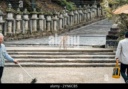 Nara, Japan - 05.06.2024: Sika deer fawn on the alley in Nara Park. Stock Photo