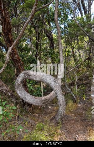 Crooked tree trunk on Great Barrier Island, New Zealand, Oceania Stock Photo