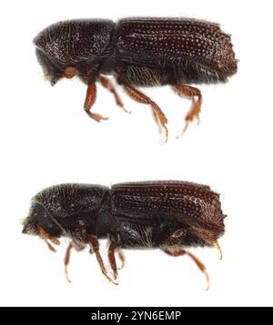 The bark beetles, Scolytidae, a pest of trees, two beetles side view. Stock Photo