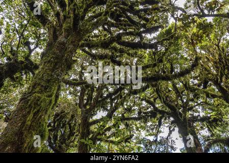 Rainforest near Mt. Taranaki in Egmont National Park, North Island of New Zealand Stock Photo