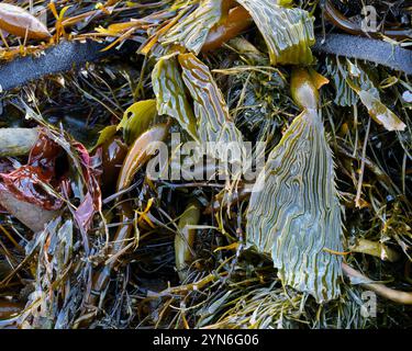 Seaweed on Rialto Beach, Olympic National Park, Washington. Stock Photo