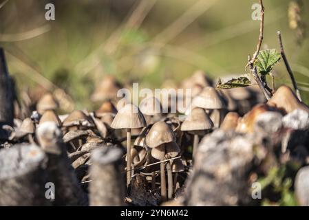 Wood mushrooms in the mountains at lake Como, Italy, Europe Stock Photo