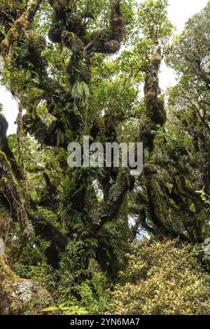 Rainforest near Mt. Taranaki in Egmont National Park, North Island of New Zealand Stock Photo