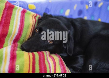 A sleepy black dog laying on the coach with a colorful blanket Stock Photo