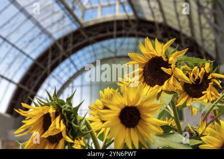 Beautiful flowers at the Domain Wintergardens in Auckland, New Zealand, Oceania Stock Photo