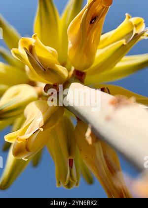 “Close-up of a vibrant yellow cactus flower in full bloom, highlighting its delicate petals and unique desert beauty.” Stock Photo