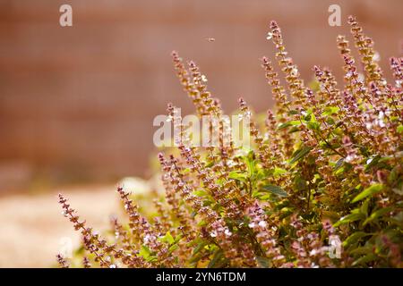 Close-up of fresh rosemary leaves,showcasing their vibrant green color and natural texture,commonly used as a culinary herb and for medicinal purposes Stock Photo