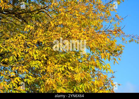 Beautiful bright landscape, sunny autumn weather.  Branches with light yellow leaves still hang on the tree and are illuminated by sunlight. Stock Photo