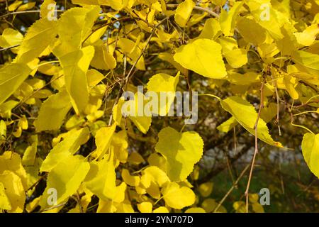 Beautiful bright landscape, sunny autumn weather.  Branches with light yellow leaves still hang on the tree and are illuminated by sunlight. Stock Photo