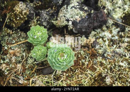 Plant with water drops on its leafs, Snaefellsnes National Park Stock Photo
