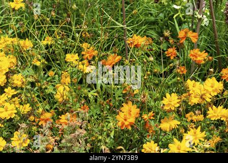 Beautiful flowers at the Domain Wintergardens in Auckland, New Zealand, Oceania Stock Photo