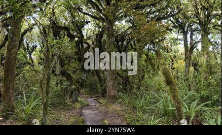 Rainforest near Mt. Taranaki in Egmont National Park, North Island of New Zealand Stock Photo