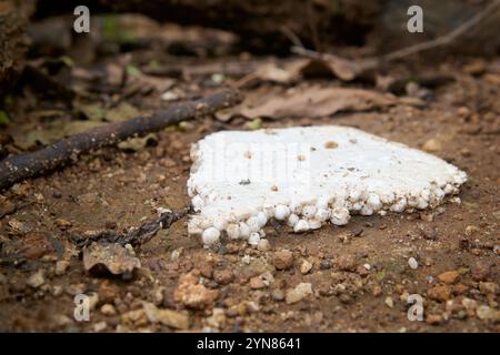 white styrofoam thrown or lying on dirt ground outdoor, environmental hazard from non biodegradable discarded foam piece soft focus with copy space Stock Photo