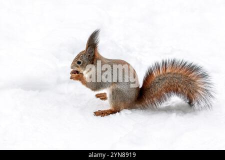 red squirrel with fluffy tail sits on snow and eats a nut. Stock Photo