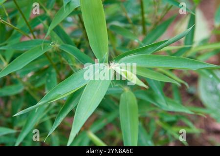 close-up view of bamboo plant in the garden background, long slender green leaves foliage in selective focus with blurry background Stock Photo